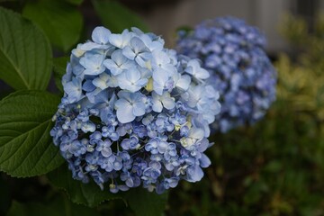 アジサイ