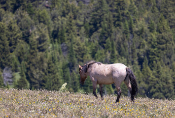 Wild Horse in Summer in the Pryor Mountains Montana