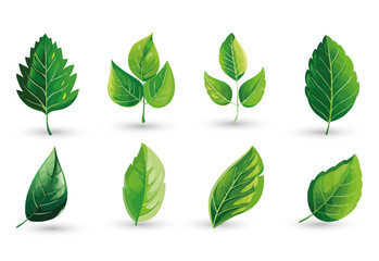 vector set of different isolated green leaves icon white background 