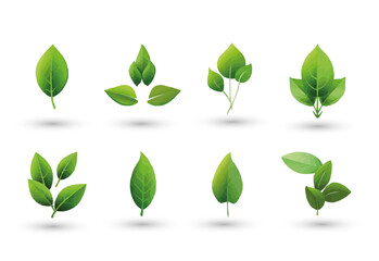 vector set of different isolated green leaves icon white background 