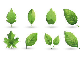 vector set of different isolated green leaves icon white background 