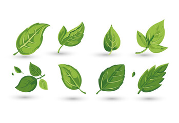 vector set of different isolated green leaves icon white background 