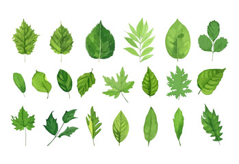 vector set of different isolated green leaves icon white background 