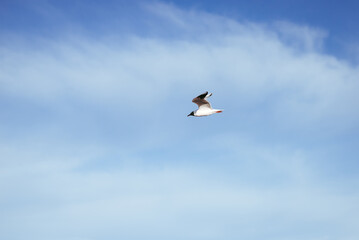 seagull flying in the sky