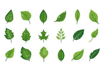 vector set of different isolated green leaves icon white background 