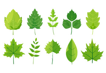 vector set of different isolated green leaves icon white background 