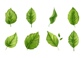 vector set of different isolated green leaves icon white background 