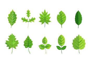 vector set of different isolated green leaves icon white background 