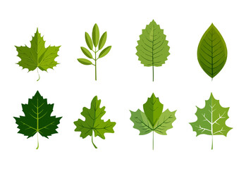vector set of different isolated green leaves icon white background 