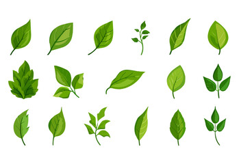 vector set of different isolated green leaves icon white background 