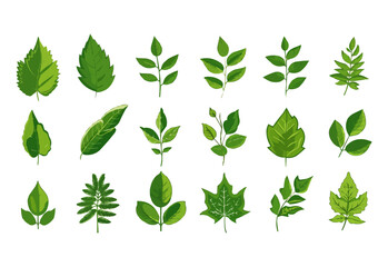vector set of different isolated green leaves icon white background 