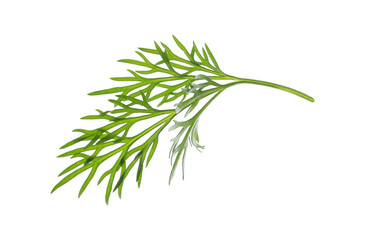 Fototapeta premium Sprig of fresh dill isolated on white