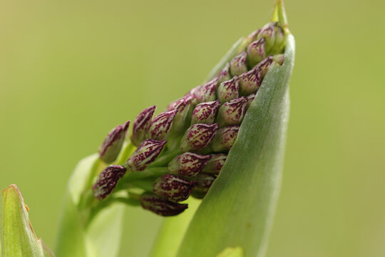Orchis pourpre (Orchis purpurea)
Orchis purpurea in flower
