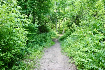 The empty hiking trail in the forest on a spring day.