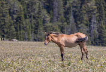 Wild Horse in Summer in the Pryor Mountains Montana