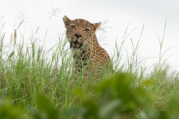 Gu&eacute;pard, cheetah, Acinonyx jubatus, Parc national Kruger, Afrique du Sud