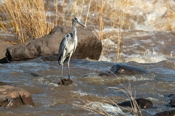 Héron cendré, Ardea cinerea, Grey Heron