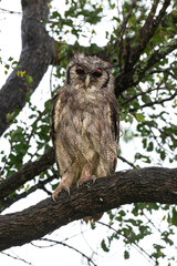 Grand duc de Verreaux,.Ketupa lactea, Verreaux's Eagle Owl