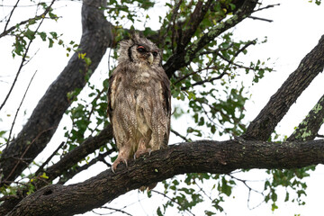 Grand duc de Verreaux,.Ketupa lactea, Verreaux's Eagle Owl