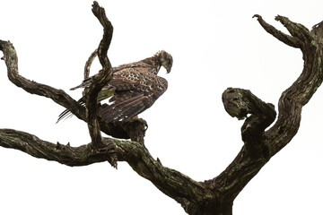 Aigle martial, immature, .Polemaetus bellicosus, Martial Eagle
