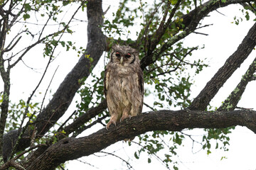 Grand duc de Verreaux,.Ketupa lactea, Verreaux's Eagle Owl