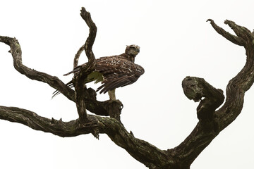 Aigle martial, immature, .Polemaetus bellicosus, Martial Eagle