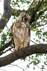 Grand duc de Verreaux,.Ketupa lactea, Verreaux's Eagle Owl
