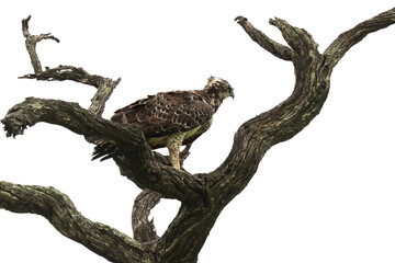 Aigle martial, immature, .Polemaetus bellicosus, Martial Eagle