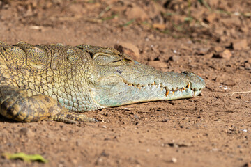 Crocodile du Nil , Crocodylus niloticus, Afrique du Sud