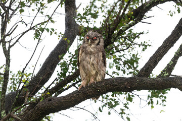 Grand duc de Verreaux,.Ketupa lactea, Verreaux's Eagle Owl