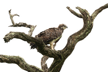 Aigle martial, immature, .Polemaetus bellicosus, Martial Eagle