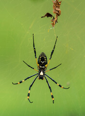 Araignée à pattes d'or - Trichonephila senegalensis