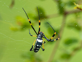 Araignée à pattes d'or - Trichonephila senegalensis