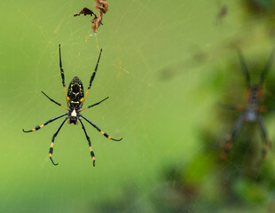 Araignée à pattes d'or - Trichonephila senegalensis