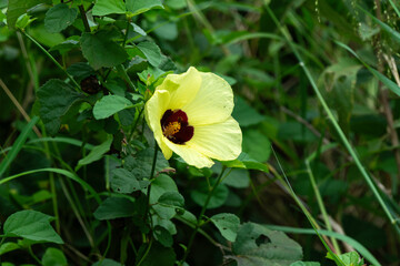 gombo, Abelmoschus esculentus