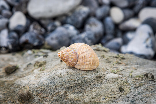 A whelk shell on a rock at the coast, with a shallow depth of field