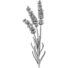 Hand drawn Lavender Flowers Sketch Illustration