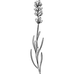 Hand drawn Lavender Flowers Sketch Illustration