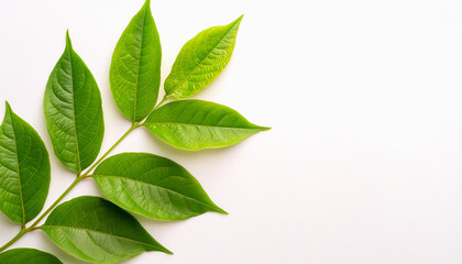 Obraz premium Design Elements Green Leaves Against a White Background for Designing Purposes, copyspace on a side