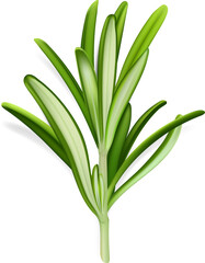 Rosemary Branch