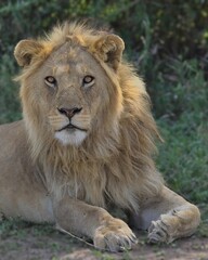 portrait of majestic male lion with luscious mane sitting alert in the shade of a tree in the wild Serengeti National Park, Tanzania