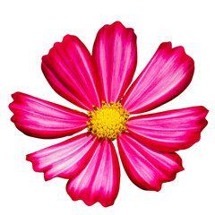 Pink daisy flower