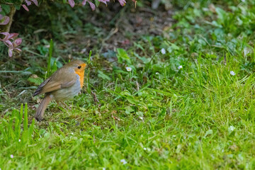 Close-up of robin bird perching on ground