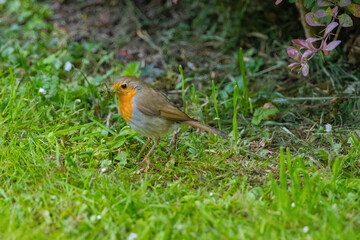 Close-up of robin bird perching on ground