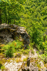 Fototapeta premium Felsen an der Rurschleife Urftschleife im Nationalpark Eifel im Sommer