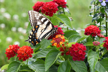 Yellow tiger swallowtail butterfly on flowers in a garden