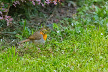 Close-up of robin bird perching on ground