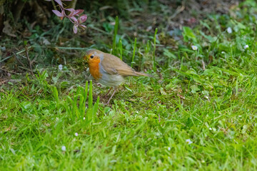 Close-up of robin bird perching on ground