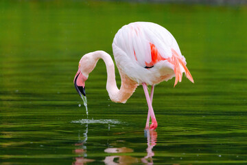 close-up portrait of african flamingo walking around in water