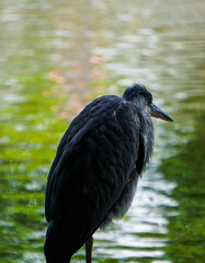 Close up of a heron against water